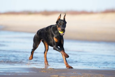 Siyah Dobermann köpeği sahilde koşuyor.