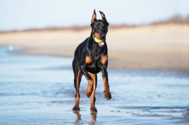 Siyah Dobermann köpeği sahilde koşuyor.