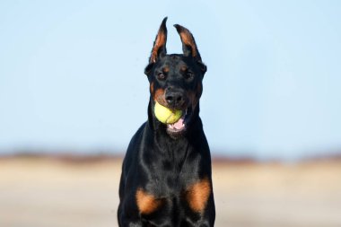 Güzel Dobermann köpeği sahilde poz veriyor.