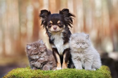 İki tüylü kediyle poz veren chihuahua köpeği.