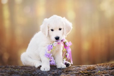 Golden Retriever köpeği çiçek tacıyla güneş ışığında poz veriyor.