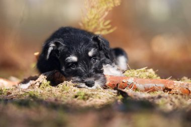 Siyah minyatür köpek yavrusu dışarıda poz veriyor.