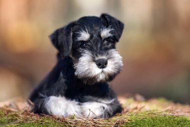 Siyah minyatür köpek yavrusu dışarıda poz veriyor.