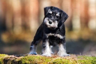 Siyah minyatür köpek yavrusu dışarıda poz veriyor.
