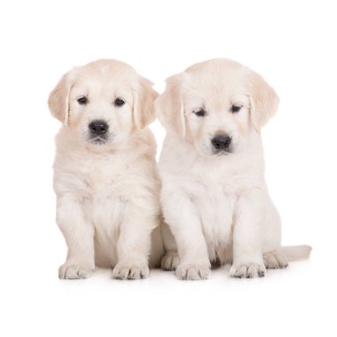 Beyaz arka planda oturan iki golden retriever yavrusu