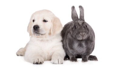 Golden Retriever köpeği ve gri tavşan beyaz arka planda birlikte yatıyorlar.