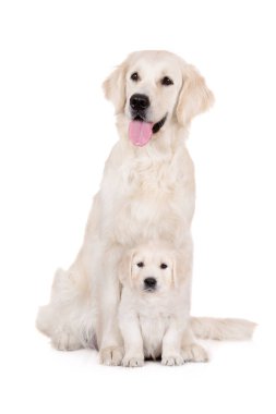 Golden retriever köpeği ve köpek yavrusu beyaz arka planda oturuyor.
