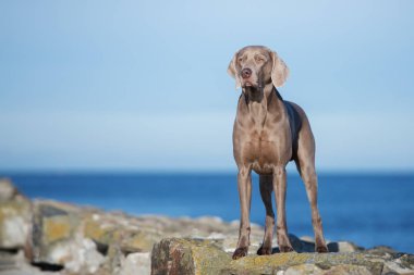 Güzel Weimaraner köpeği sahilde poz veriyor.