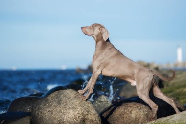Sahilde poz veren bir köpek.