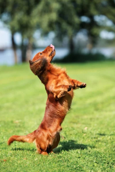 Röd Tax Hund Hoppar Upp Utomhus Sommaren — Stockfoto