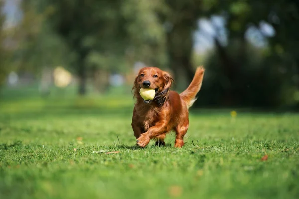 Red Dachshund Dog Running Park Ball — ストック写真