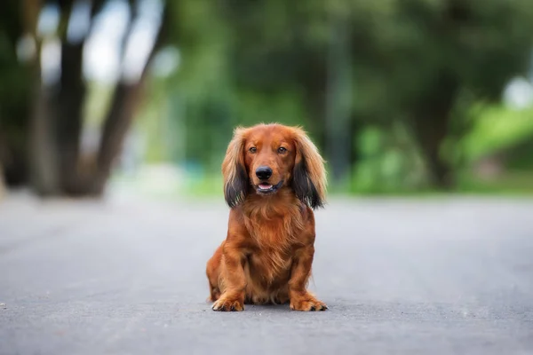 Röd Tax Hund Poserar Utomhus Sommaren — Stockfoto