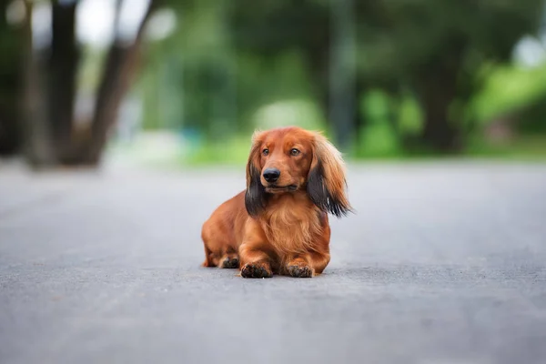 夏に屋外でポーズをとる赤いダックスフンドの犬 — ストック写真