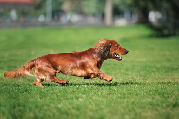 Chien Teckel Rouge Courant Dans Parc Été — Photo