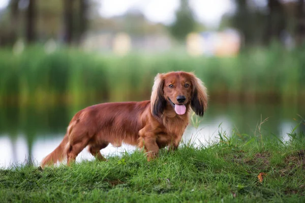 夏に屋外でポーズをとる赤いダックスフンドの犬 — ストック写真