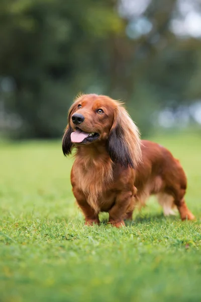 夏に屋外でポーズをとる赤いダックスフンドの犬 — ストック写真