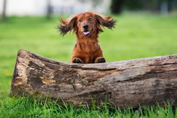 Kırmızı Dachshund Köpeği Komik Kulaklı Düşmüş Bir Ağacın Yanında Poz — Stok fotoğraf