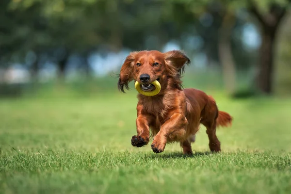 Anjing Dachshund Merah Berjalan Taman Musim Panas — Stok Foto