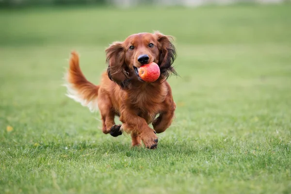 幸せなダックスフンドの犬がリンゴと遊んで — ストック写真