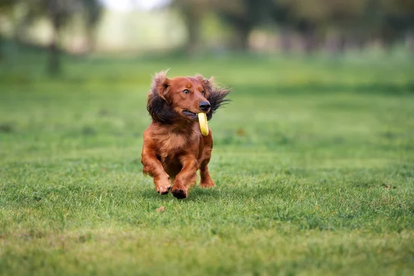 幸せなダックスフンド犬がおもちゃで遊んでいます — ストック写真