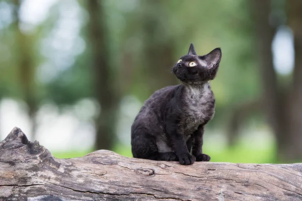 Beautiful Devon Rex Kitten Walking Outdoors Summer — Stock Photo, Image