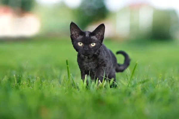 Красивый Котенок Devon Rex Гуляющий Улице Летом — стоковое фото