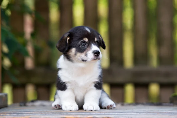 夏季户外可爱的科吉小狗肖像画 — 图库照片
