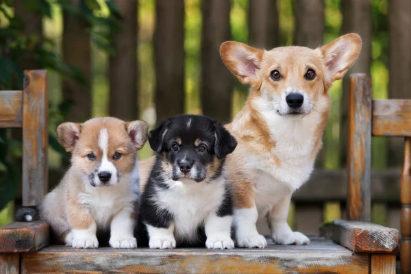 夏に2匹の子犬の肖像画を持つコーギー犬 — ストック写真