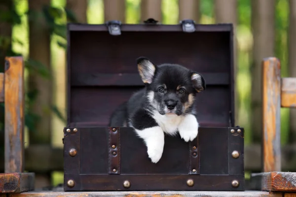 Adorable Corgi Puppy Portrait Outdoors Summer — Stock Photo, Image
