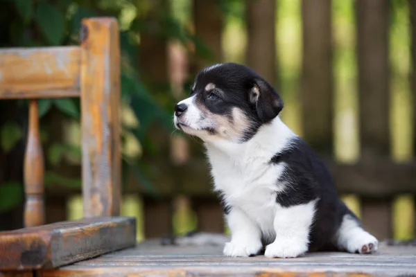 Entzückendes Corgi Welpenporträt Sommer Freien — Stockfoto