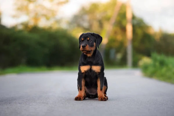 Adorável Cachorro Rottweiler Posando Livre Verão — Fotografia de Stock