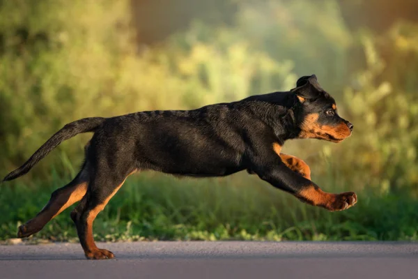 Cucciolo Rottweiler Correre All Aperto Tramonto — Foto Stock