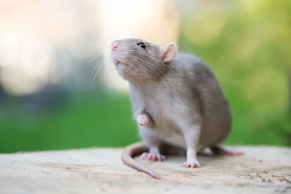 Ratto Domestico Grigio Posa All Aperto Estate — Foto Stock