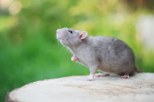 Grå Sällskapsdjur Råtta Poserar Utomhus Sommaren — Stockfoto