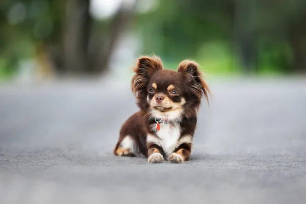 Chihuahua Köpeği Yazın Dışarıda Uzanıyor — Stok fotoğraf