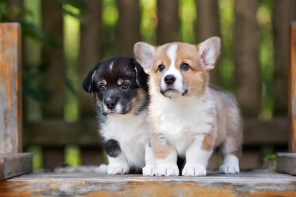 Adorable Corgi Cachorro Retrato Aire Libre Verano —  Fotos de Stock