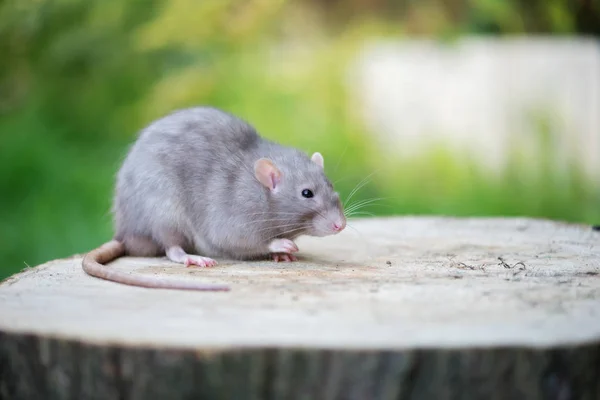 Grå Sällskapsdjur Råtta Poserar Utomhus — Stockfoto