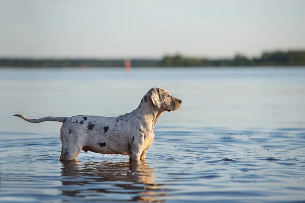 Cucciolo Catahoula Della Louisiana Una Spiaggia Estate — Foto Stock