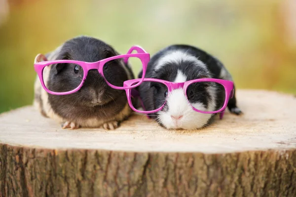 Zwei Meerschweinchen Posieren Großer Rosa Brille — Stockfoto