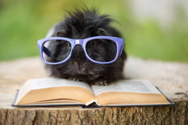 Lustiges Meerschweinchen Großer Blauer Brille Mit Buch — Stockfoto