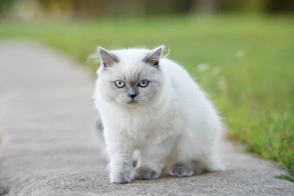 Adorable Fluffy Kitten Blue Eyes Walking Outdoors — Stock Photo, Image