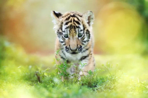 Αξιολάτρευτο Πορτρέτο Τίγρης Κουτάβι Στο Γρασίδι — Φωτογραφία Αρχείου