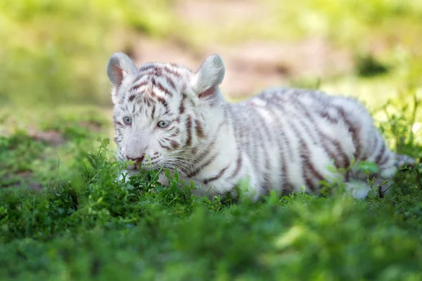 Piękny Biały Tygrys Szczenię Spoczywa Trawie — Zdjęcie stockowe