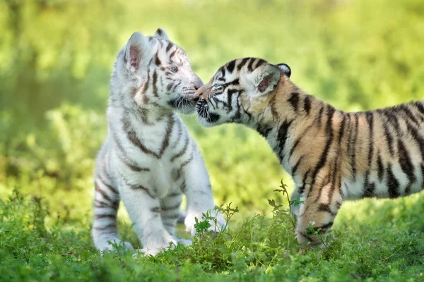 Két Tigriskölyök Szeretetteljes — Stock Fotó