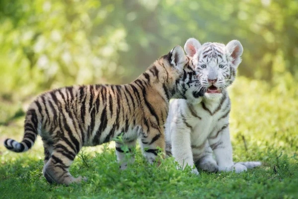 Twee Tijgerwelpen Zijn Aanhankelijk — Stockfoto