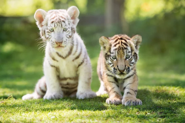 Két Imádnivaló Tigris Kölyök Sétál Füvön — Stock Fotó