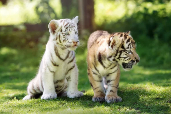 Két Imádnivaló Tigris Kölyök Sétál Füvön — Stock Fotó