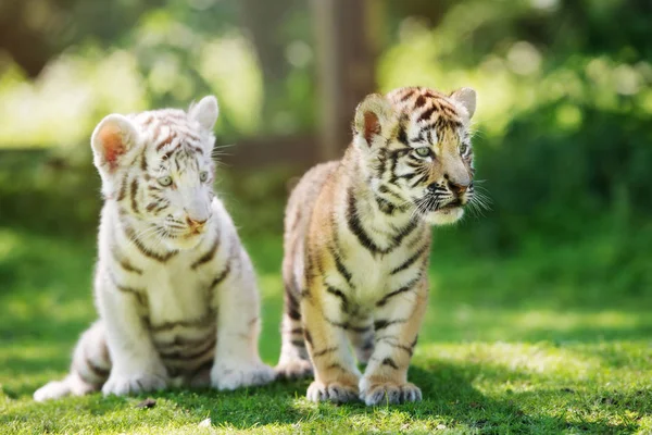 two tiger cubs posing outdoors in summer