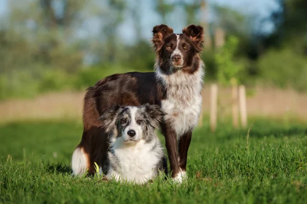 Dwa Graniczne Psy Collie Pozowanie Razem Latem — Zdjęcie stockowe