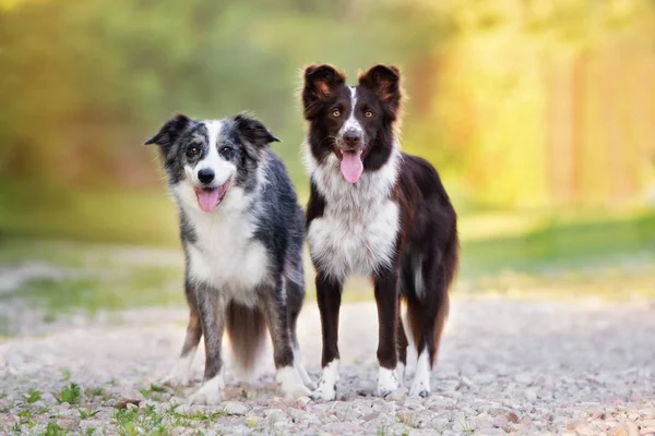 Dois Cães Collie Fronteira Posando Juntos Verão — Fotografia de Stock